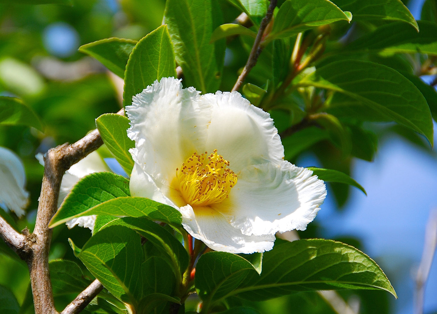 Japanese Stewartia Stewartia pseudocamellia 10 Seeds  USA Company