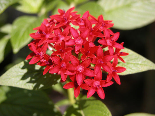 Red Pentas  Star Flower  Pentas lanceolata  25 Seeds