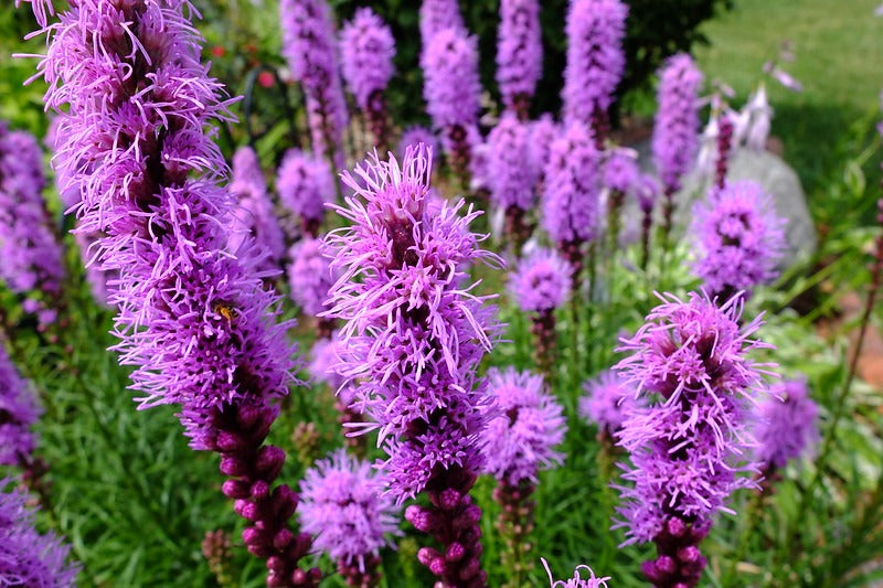 Prairie Blazing Star  100 Seeds  Liatris pycnostachya