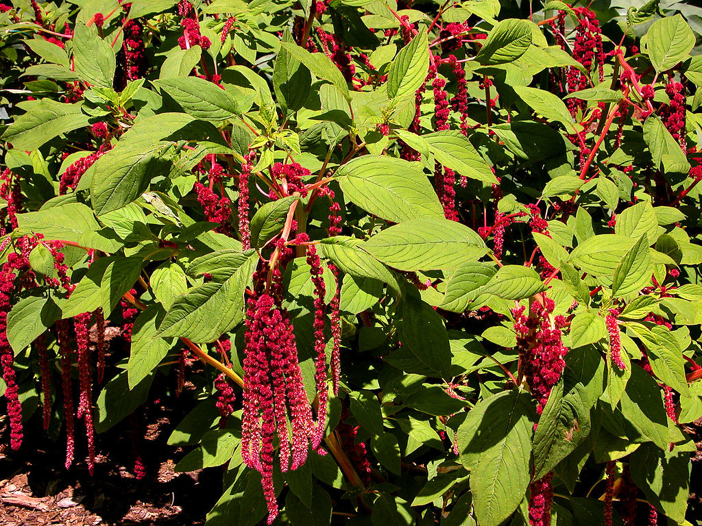 Love-Lies-Bleeding  100 Seeds  Amaranthus caudatus
