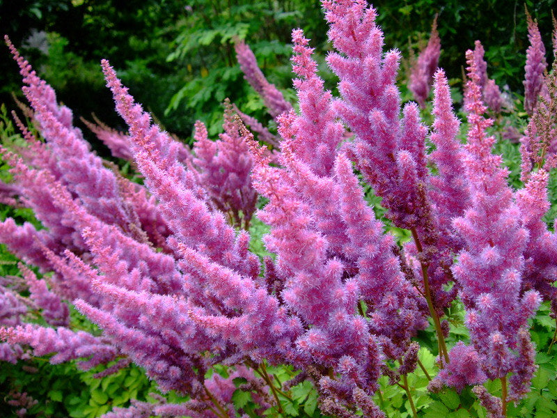 Pink Astilbe   100 Seeds   Astilbe chinensis