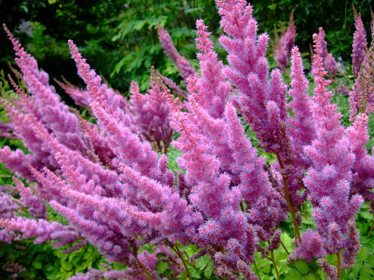 Pink Astilbe   100 Seeds   Astilbe chinensis