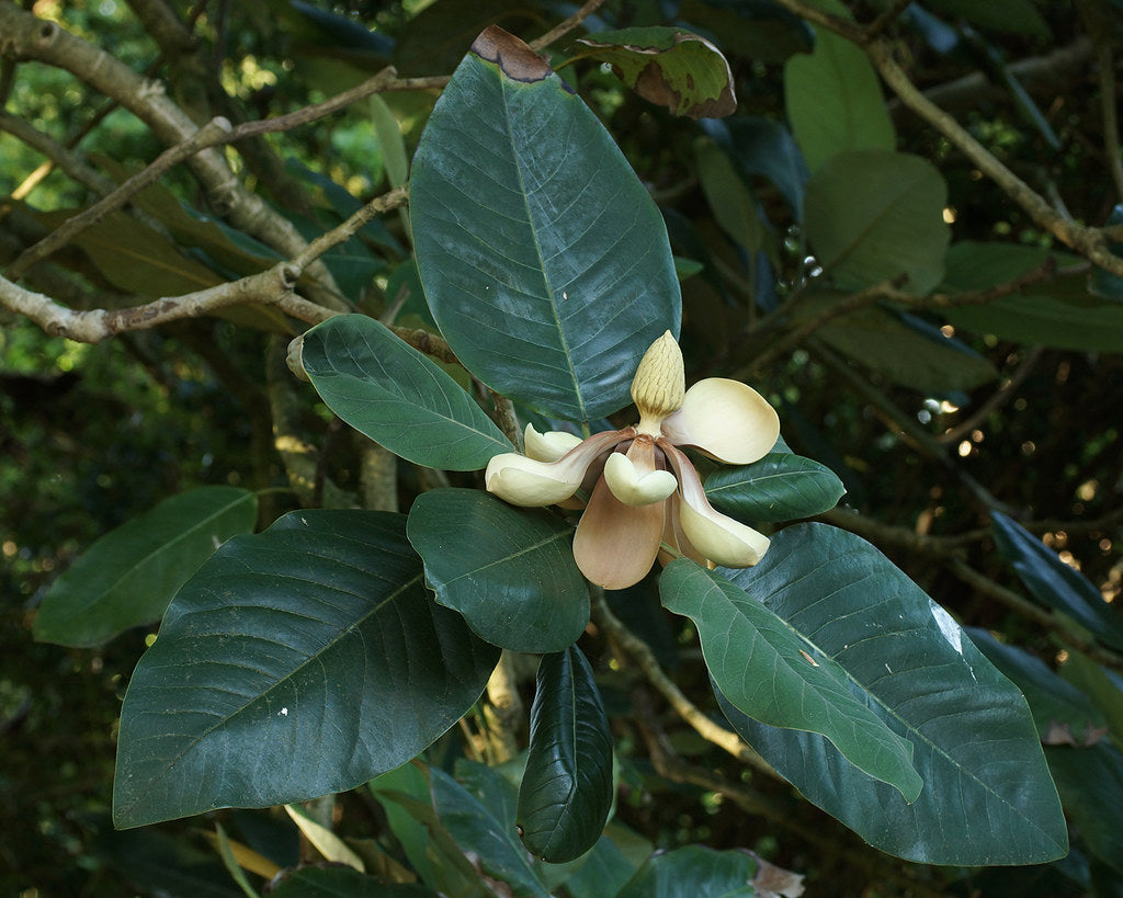 Chinese Evergreen Magnolia Magnolia delavayi 20 Seeds  USA Company
