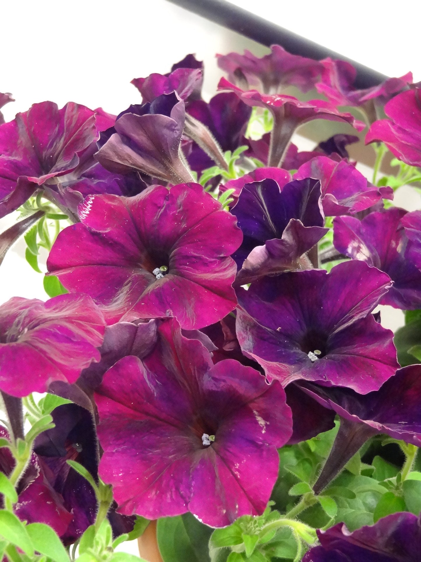 Burgundy Petunia  100 Seeds  Petunia Grandiflora