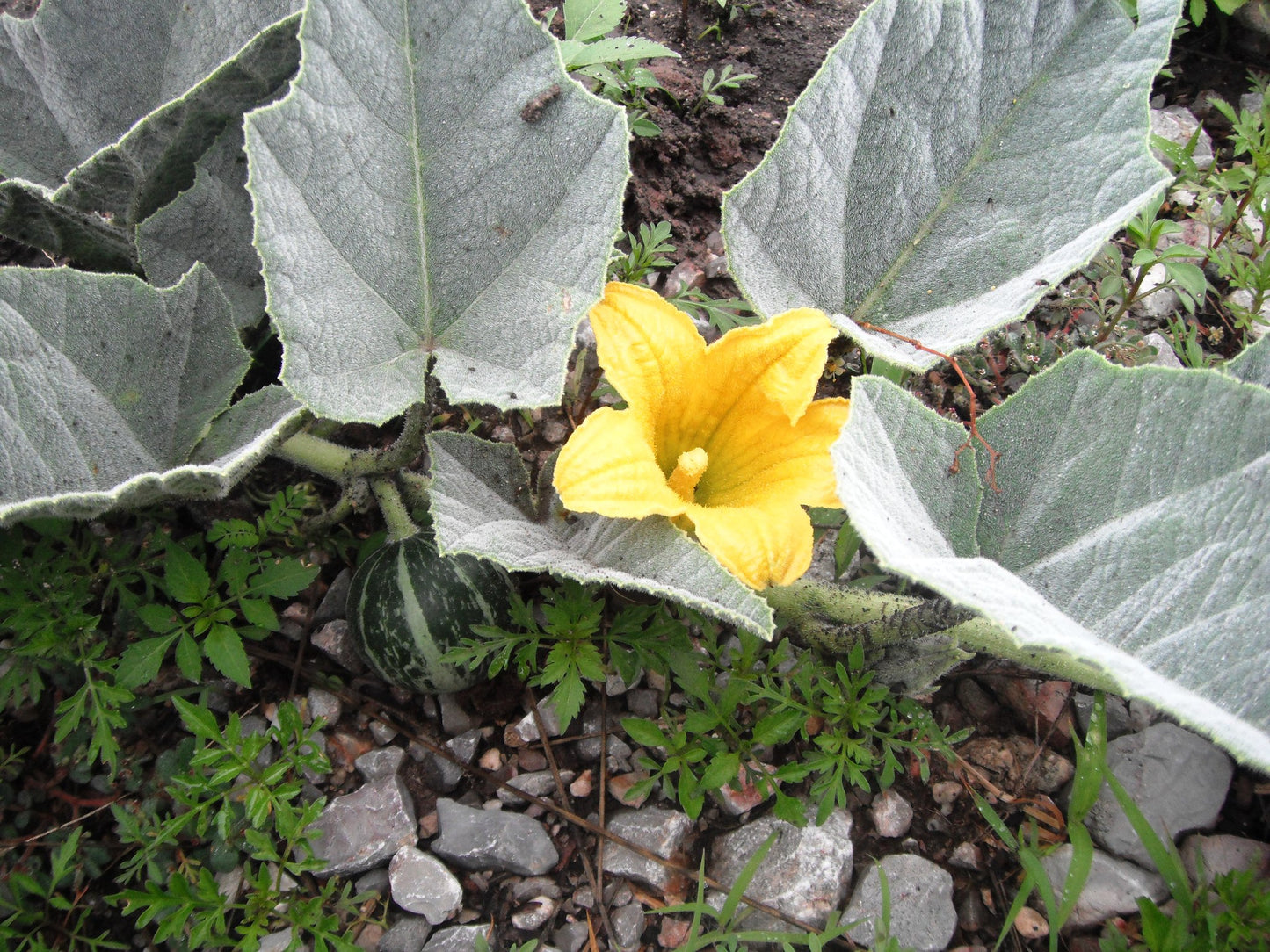 Buffalo Gourd  10 Seeds  Cucurbita foetidissima