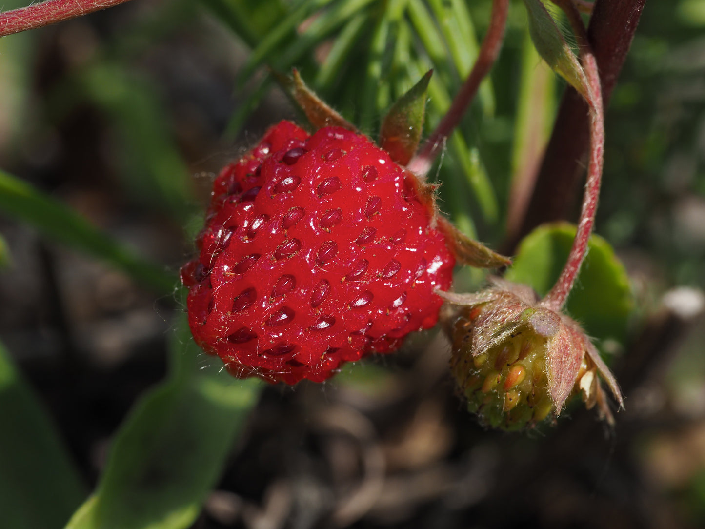 Strawberry  100 Seeds  Fragaria virginiana