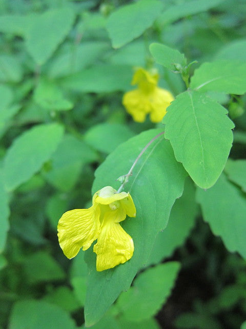 Yellow Jewelweed  20 Seeds  Impatiens pallida