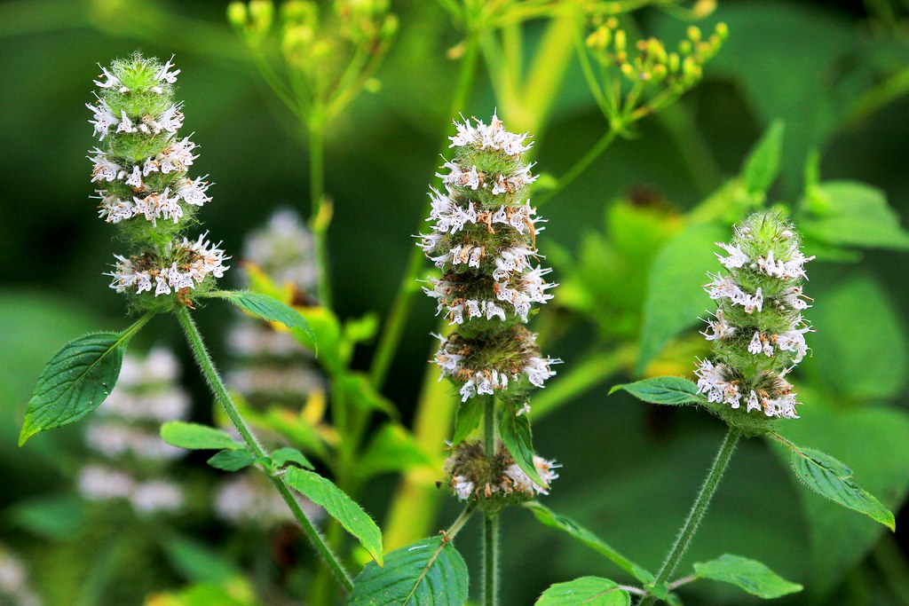 Peppermint   100 Seeds  Mentha piperita