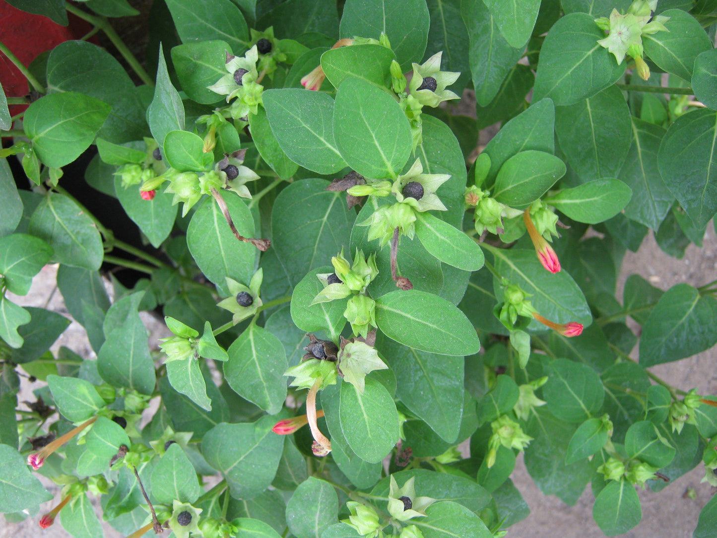 Red Four O'clock  Mirabilis jalapa  350 Seeds  USA Company