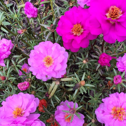 Pink Moss Rose  100 Seeds  Portulaca grandiflora