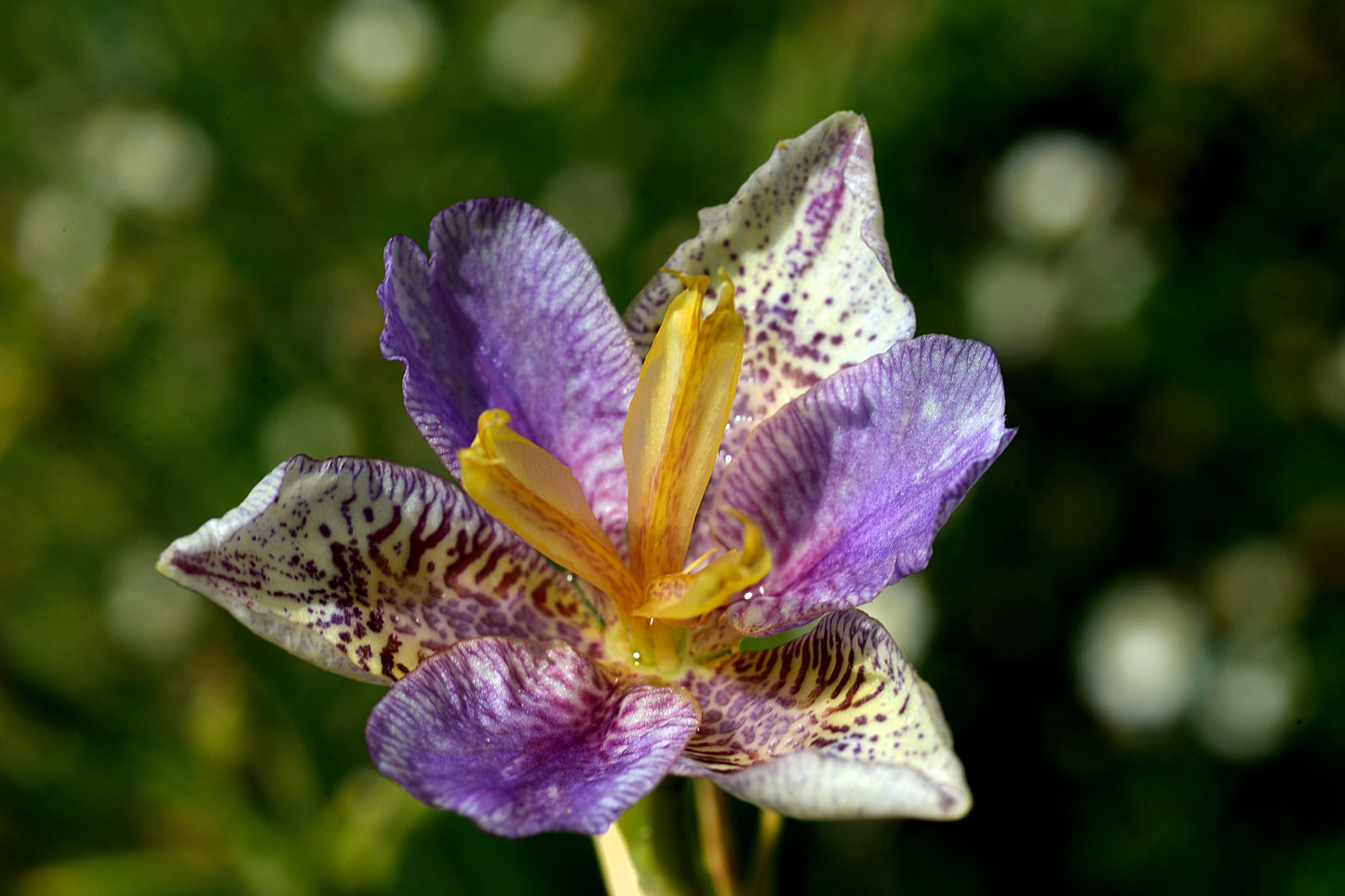 Candy Lily   10 Seeds   Pardancanda norrisii