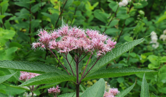 Joe Pye Weed  100 Seeds  Eupatorium maculatum