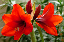 Load image into Gallery viewer, Red Amaryllis  Hippeastrum x hortorum  20 Seeds