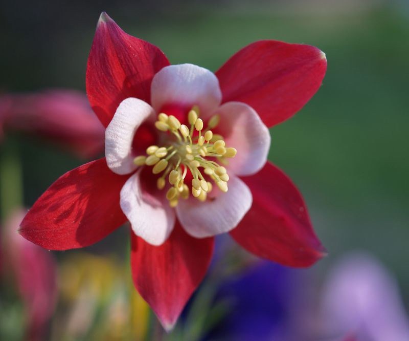 Crimson Star Columbine  100 Seeds  Aquilegia caerulea