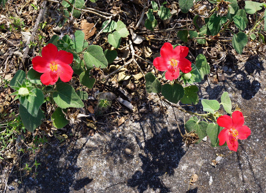 Heart Leaf Hibiscus   25 Seeds   Hibiscus martianus