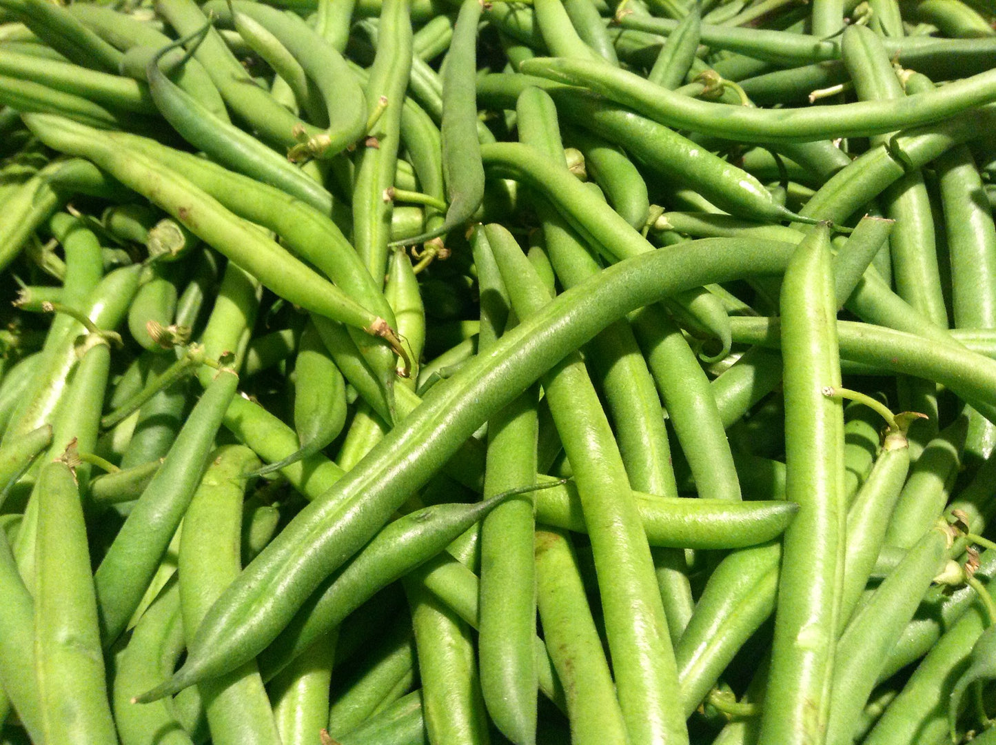 Green Bean   100 Seeds   Phaseolus vulgaris