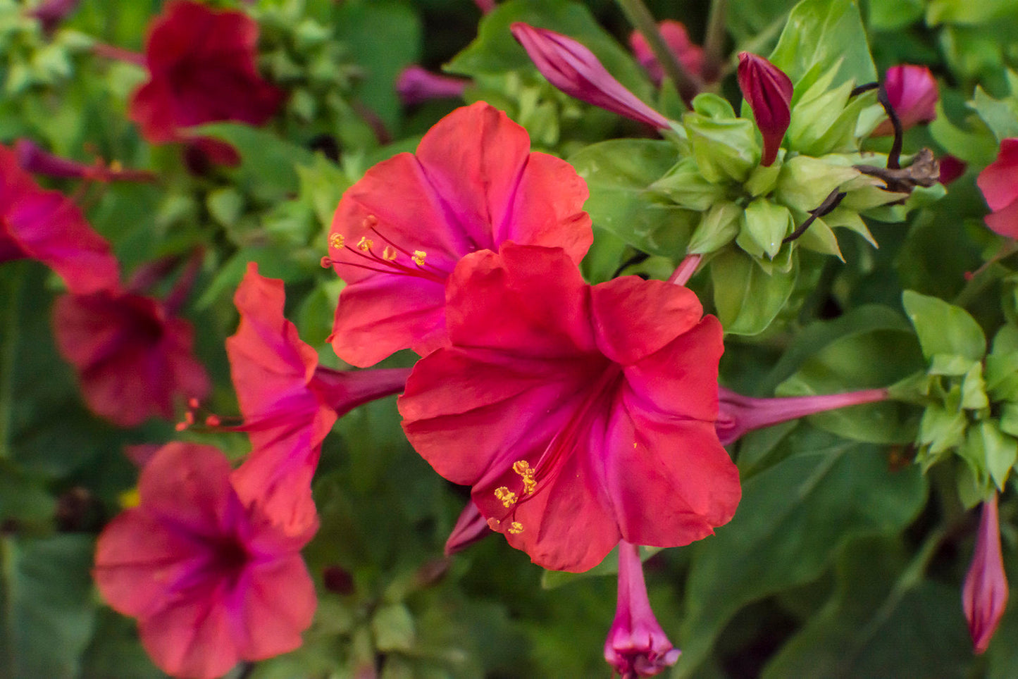 Red Four O'clock  Mirabilis jalapa  350 Seeds  USA Company