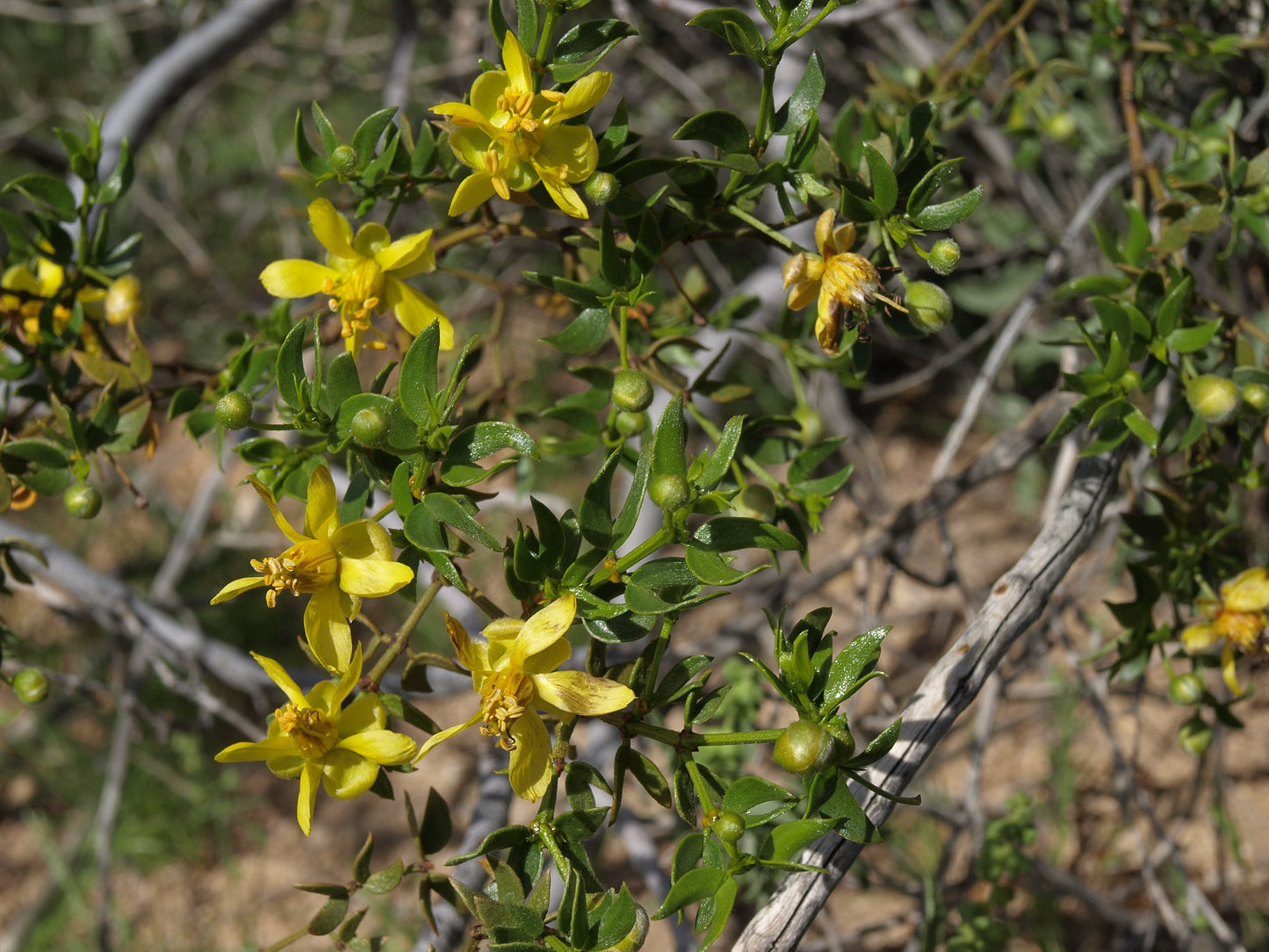 Creosote Bush Larrea tridentanta 200 Seeds  USA Company