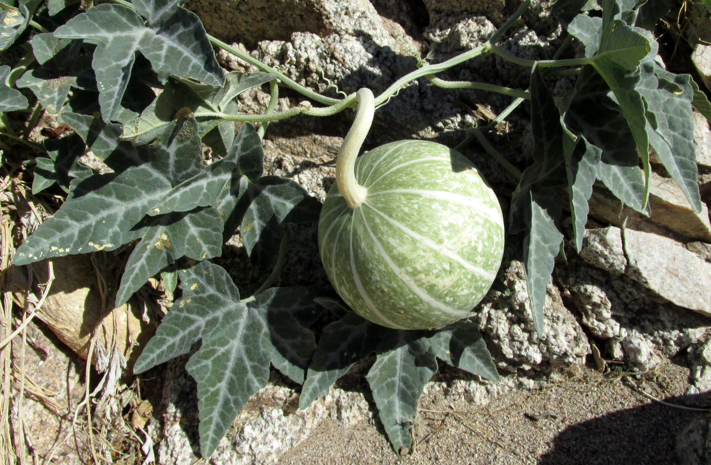 Coyote Gourd Cucurbita palmata 20 Seeds  USA Company