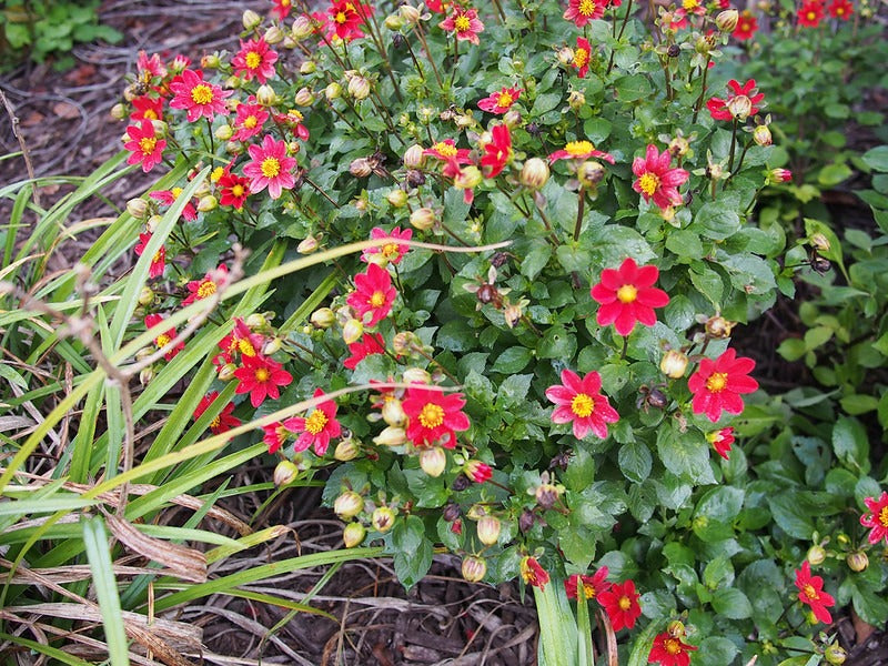 Dwarf Dahlia  100 Seeds  Dahlia variabilis
