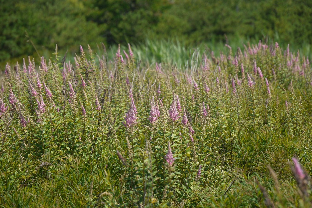 Steeplebush  100 Seeds  Spiraea tomentosa
