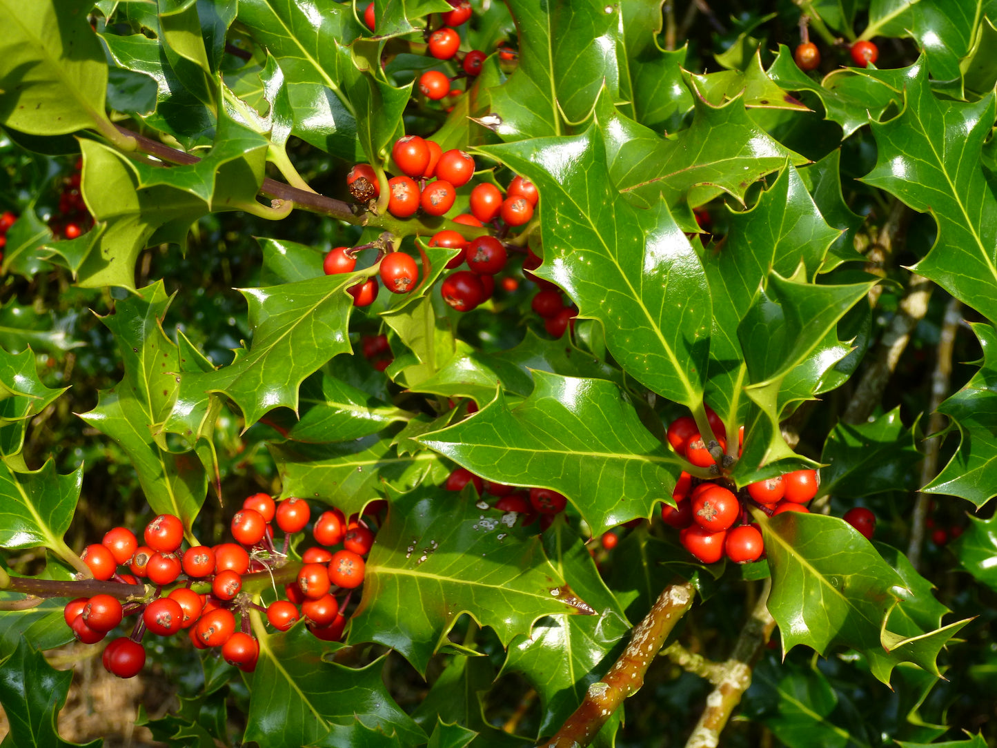 English Holly  30 Seeds  Ilex aquifolium