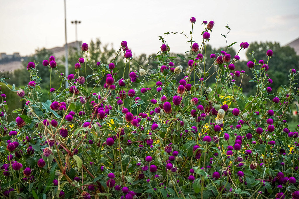 Globe Amaranth  100 Seeds  Gomphrena globosa