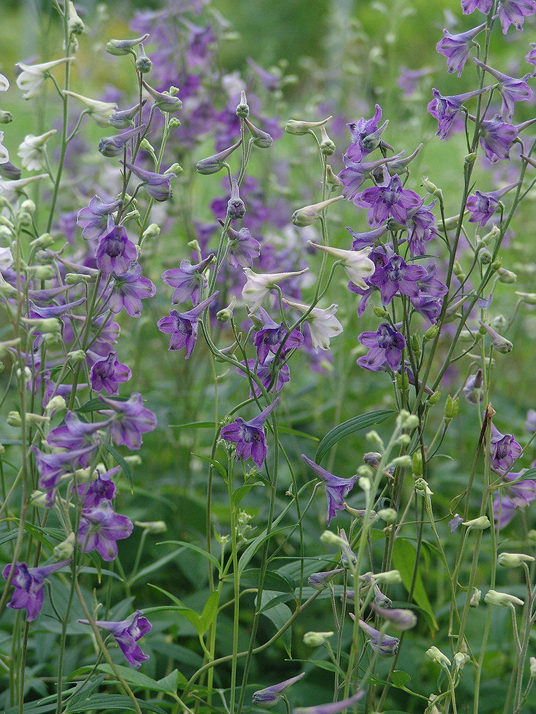 Tall Larkspur  25 Seeds  Delphinium exaltatum