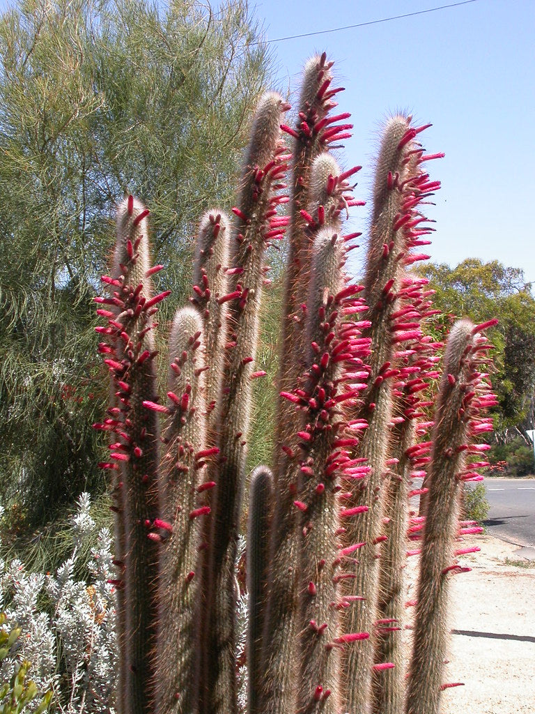 Silver Torch  100 Seeds  Cleistocactus strausii  USA Company