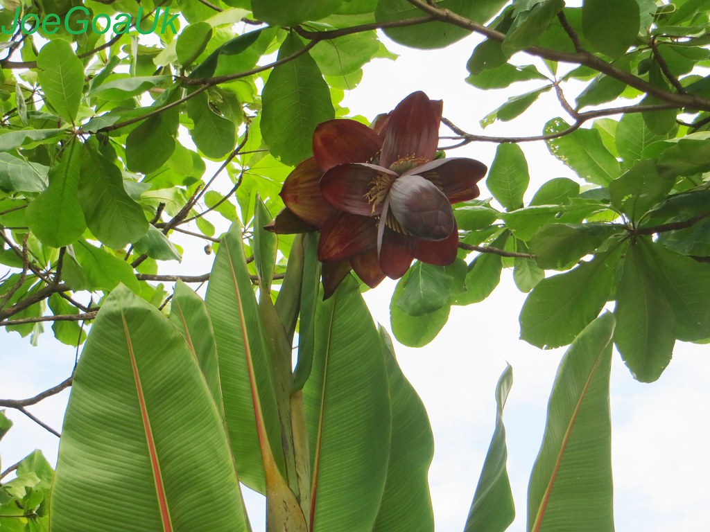 Hardy Cliff Banana   5 Seeds   Ensete superbum