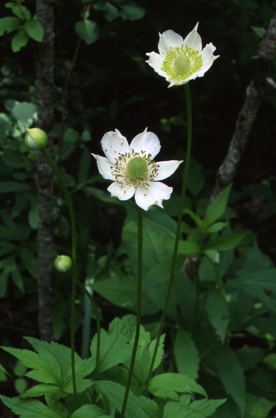 Tall Thimbleweed  100 Seeds  Anemone virginiana  USA Company