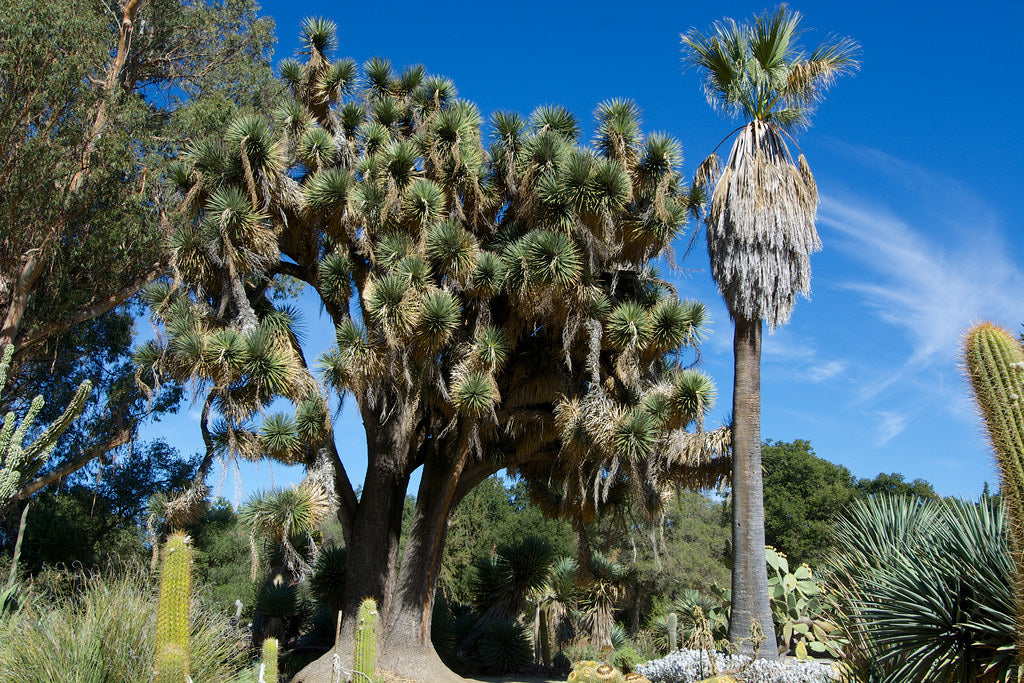 Mexican Tree Yucca  Yucca filifera  200 Seeds  USA Company