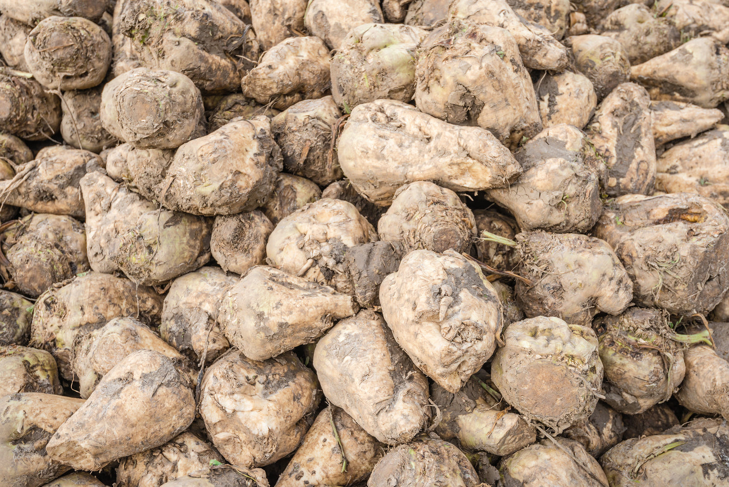 Sugar Beet   100 Seeds   Berta vulgaris