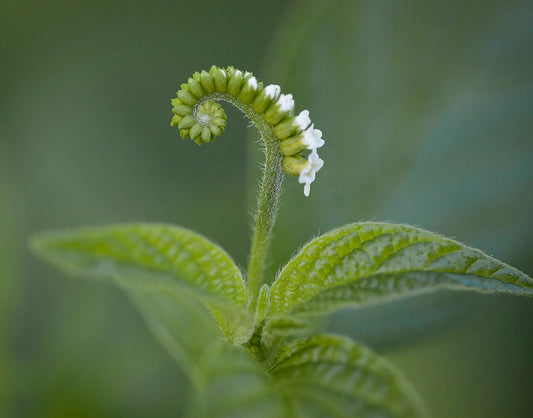 Scorpion-Tail  Butterfly Heliotrope  Heliotropium angiospermum  USA Company