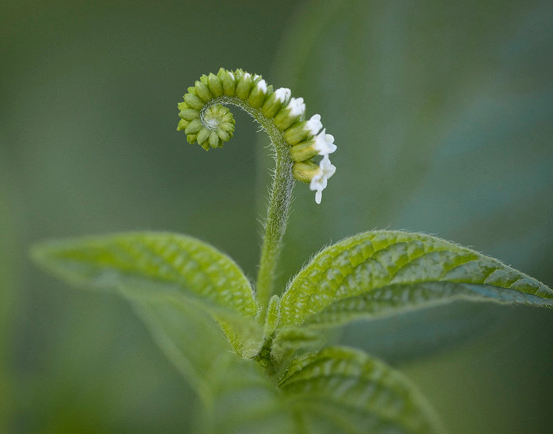 Scorpion-Tail  Butterfly Heliotrope  Heliotropium angiospermum  20 Seeds  USA Company