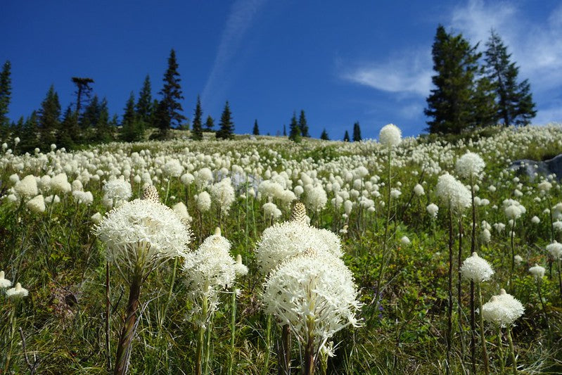 Bear Grass  500 Seeds  1 Gram  Xerophyllum tenax