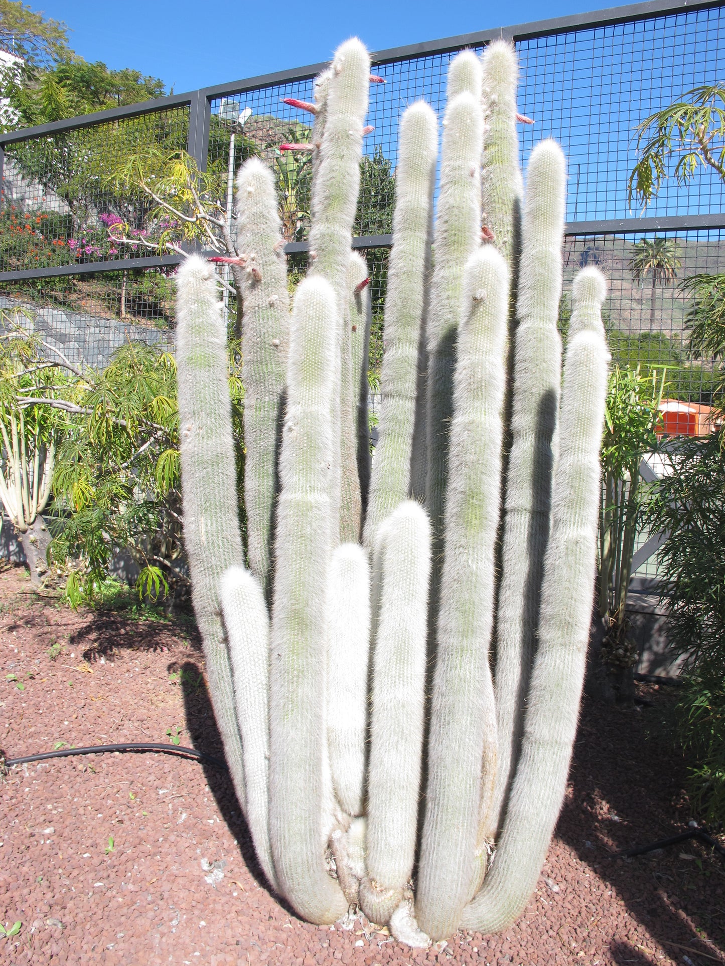 Silver Torch  Cleistocactus strausii  100 Seeds  USA Company