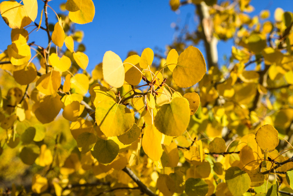 Quaking Aspen  Populus tremuloides  100 Seeds  USA Company