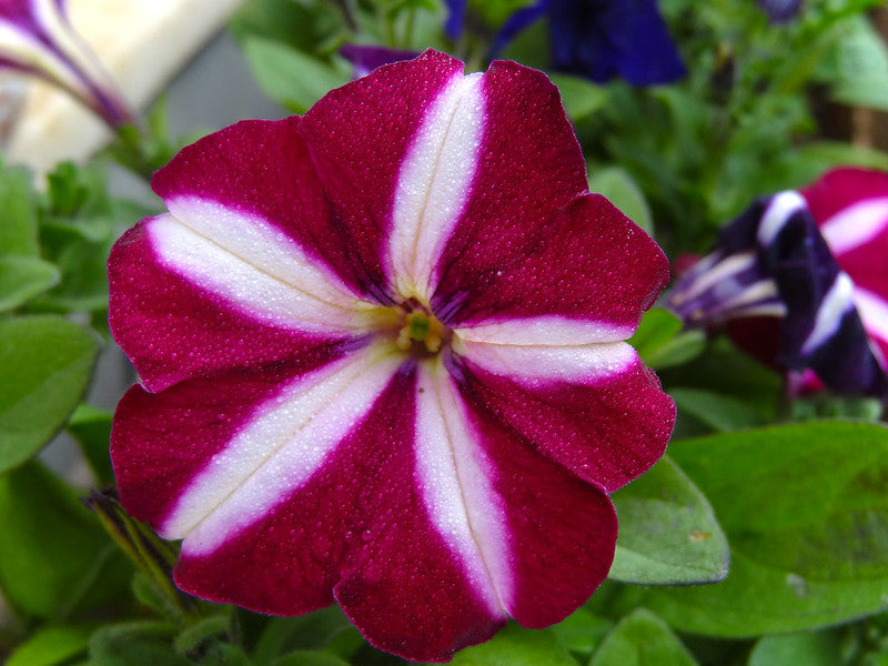 Star Petunia  100 Seeds  Petunia Multiflora