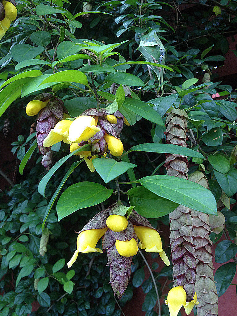 Parrot’s Beak   5 Seeds   Gmelina philippensis