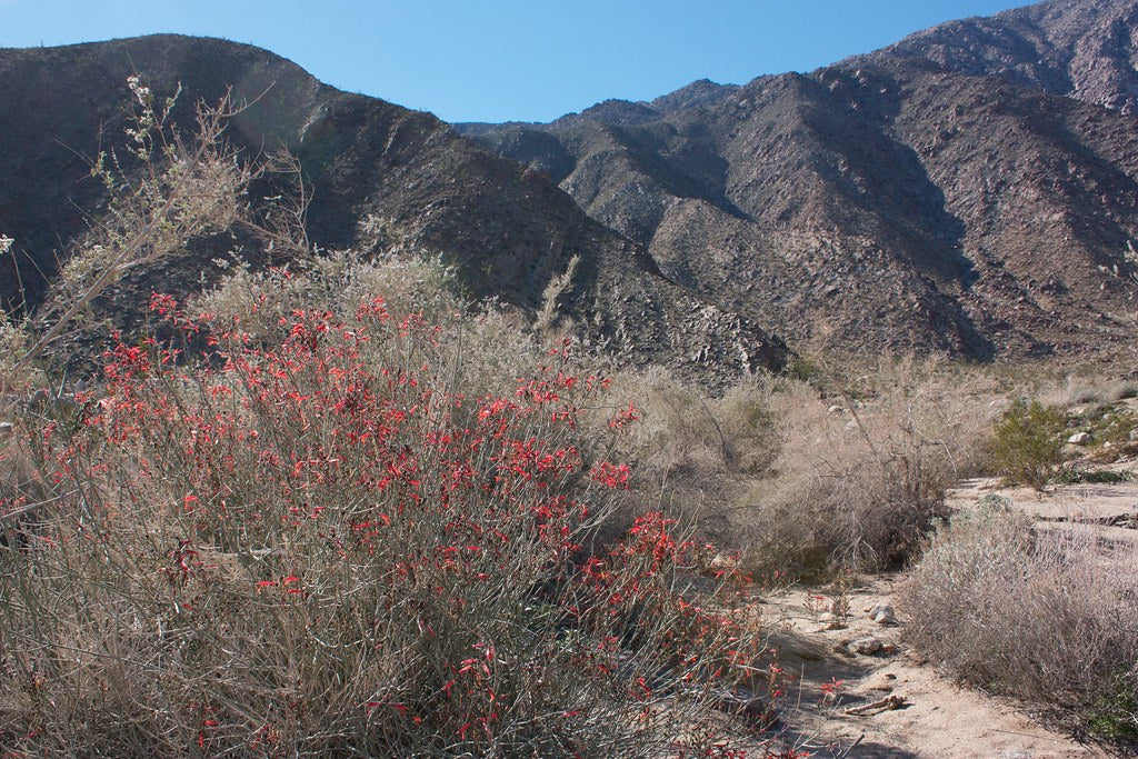 Chuparosa  Hummingbird Bush  25 Seeds  Justicia californica