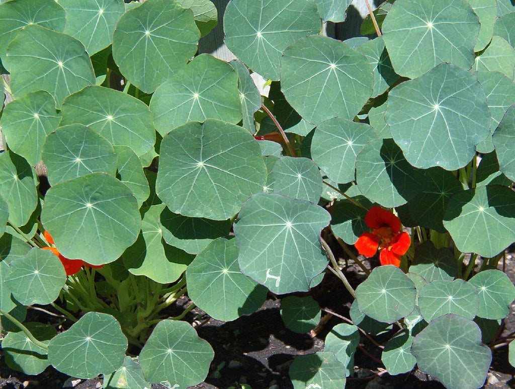 Nasturtium Mix  20 Seeds  Tropaeolum majus