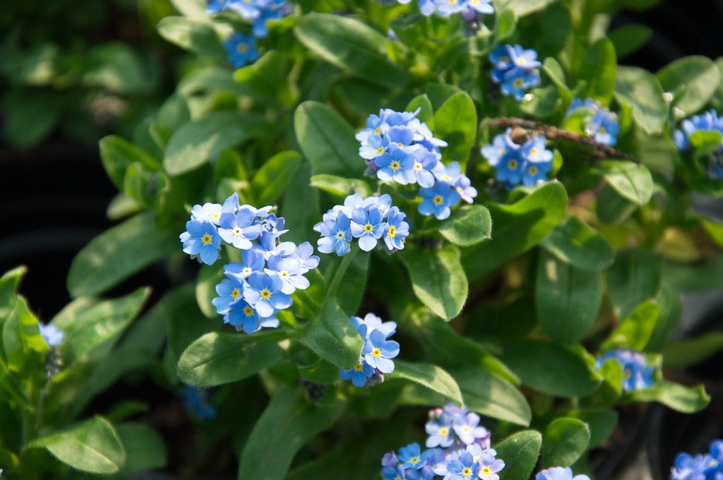 Forget-Me-Not  100 Seeds  Myosotis sylvatica
