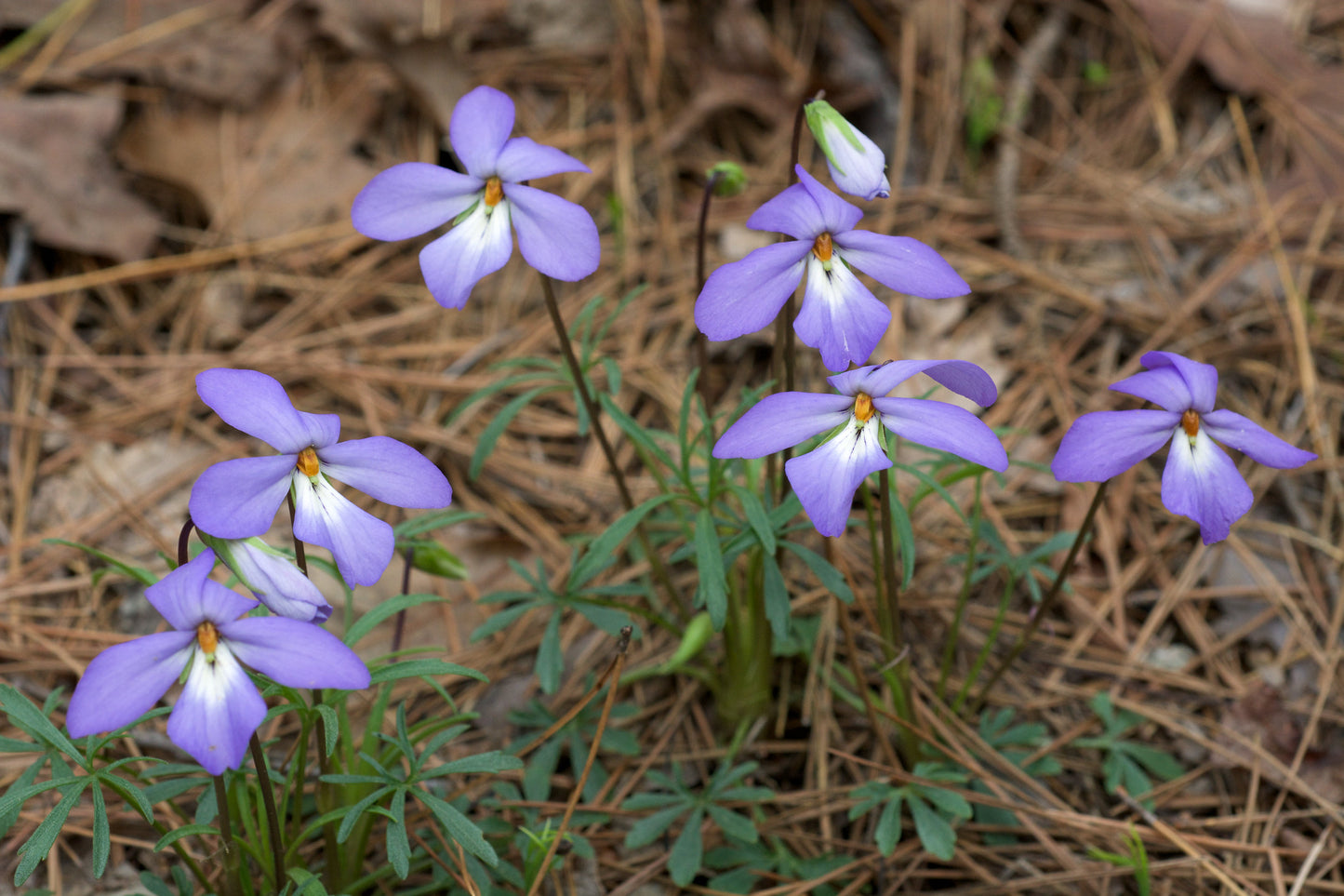 Bird's Foot Violet   25 Seeds    Viola pedata