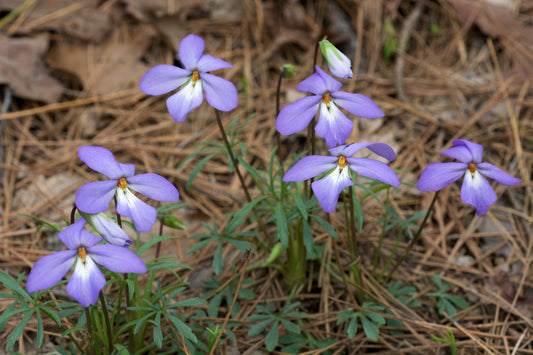 Bird's Foot Violet   25 Seeds    Viola pedata
