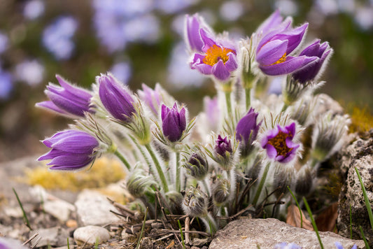 Chinese Pasqueflower Pulsatilla chinensis 100 Seeds