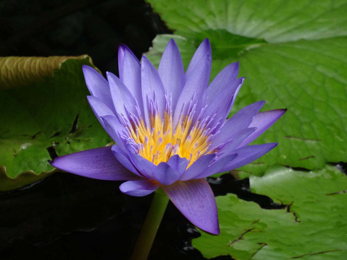 Blue Water Lily Nymphaea nouchali 10 Seeds