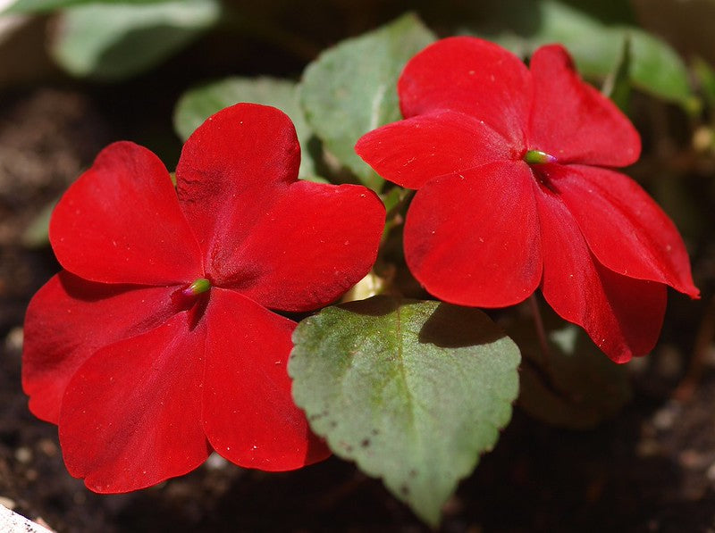 Red Impatiens  100 Seeds  Impatiens walleriana