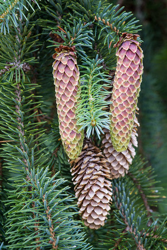 Sitka Spruce   Picea sitchensis   20 Seeds
