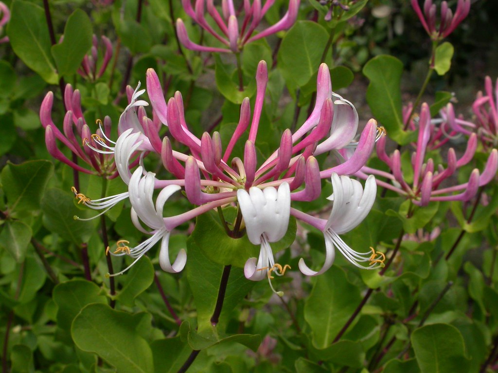 Mediterranean Honeysuckle   10 Seeds   Lonicera etrusca